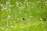 Thumbnail for File:Blue grosbeak (41623983951).jpg