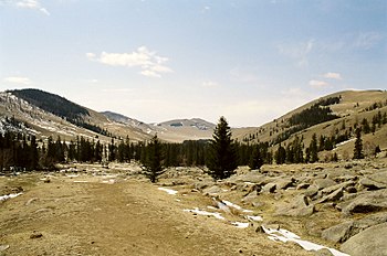 Forest, Bogdkhan Uul Strictly Protected Area, Mongolia