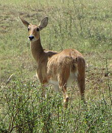 Female bohor reedbuck lack horns. Bohor Reedbuck, female, Serengeti.jpg