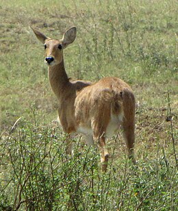 Közönséges nádiantilop tehén a tanzániai Serengeti Nemzeti Parkban