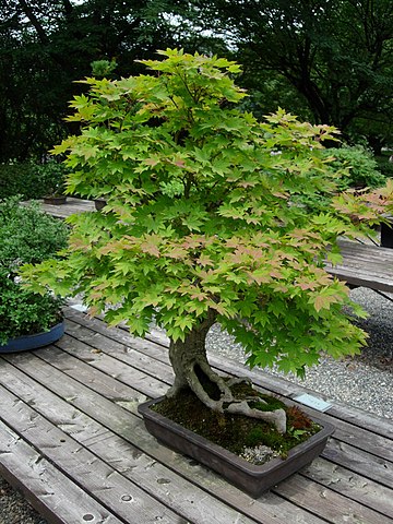 360px-Bonsai-Kyoto-w00kie.jpg