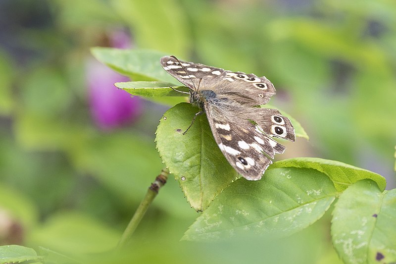 File:Bont Zandoogje - Pararge aegeria (27585441137).jpg