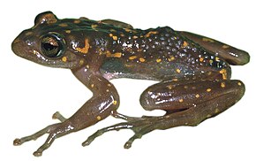 Descrierea imaginii Boophis williamsi.jpg.