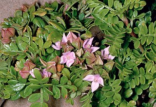 <i>Boronia alata</i> Species of flowering plant