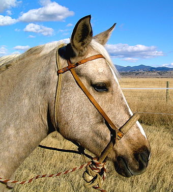 A Texas-style bosal with added fiador, designed for starting an unbroke horse