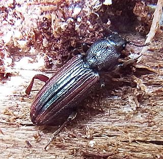 <i>Bothrideres</i> Genus of beetles