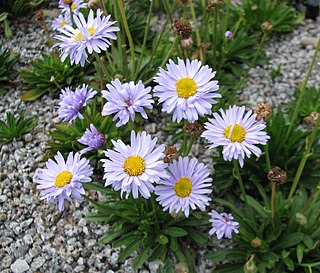 <i>Brachyscome scapigera</i> Species of flowering plant