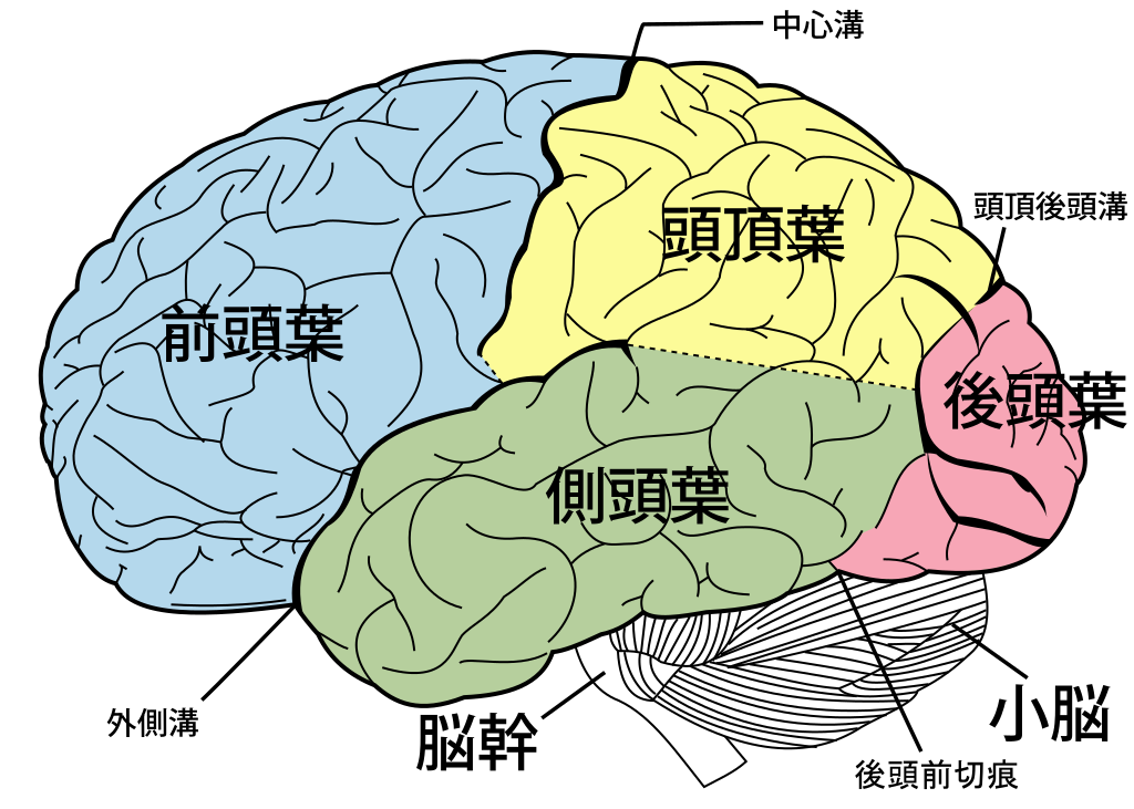 File:Brain diagram ja.svg - Wikimedia Commons