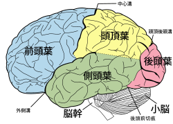 脳: 無脊椎動物の脳, 脊椎動物の脳, ヒトの脳について