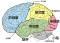 Brain diagram ja.svg