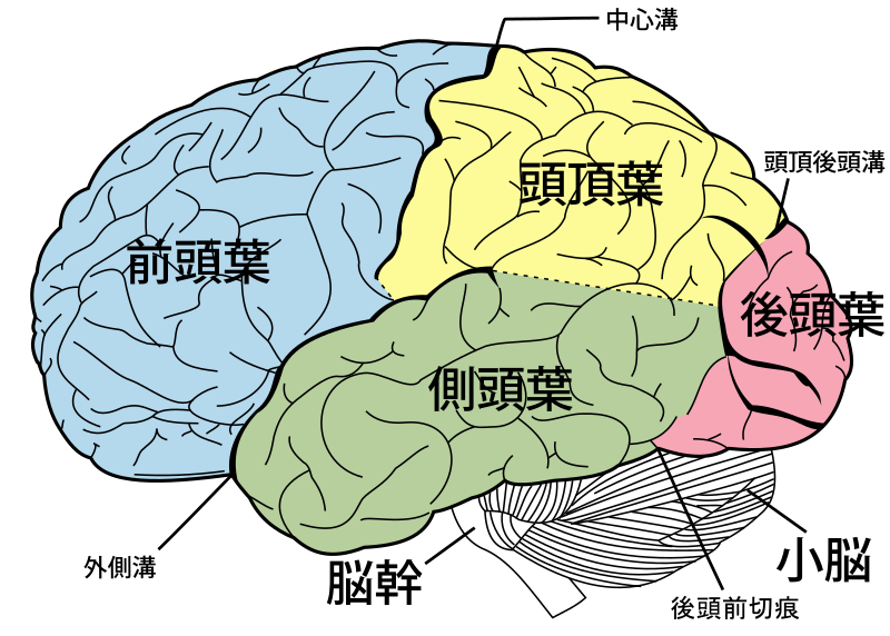 File:Brain diagram ja.svg