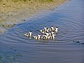 Ducklings on Borkum (Germany)