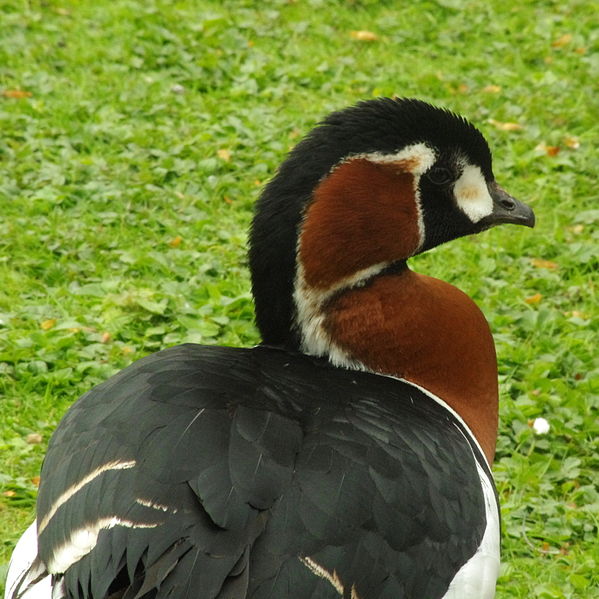 File:Branta-ruficollis-London2014.JPG