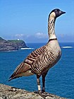 Branta sandvicensis -Kilauea Point National Wildlife Refuge, Hawaii, USA-8