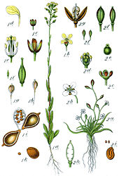 Illustration of C. sativa (1) and Subularia aquatica (2) from Deutschlands Flora in Abbildungen Brassicaceae spp Sturm30.jpg