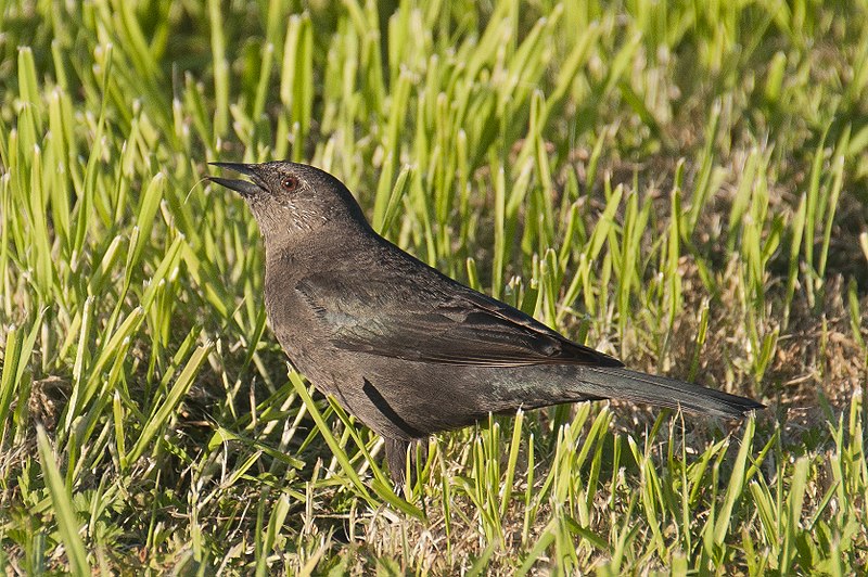 File:Brewer's Blackbird (f) (16089746193).jpg