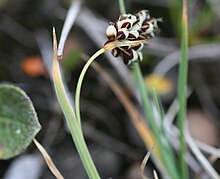 Broktarr - Carex bicolor-1 - Flickr - Ragnhild & Neil Crawford.jpg