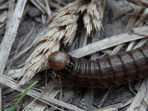 Lepidoptera Larva