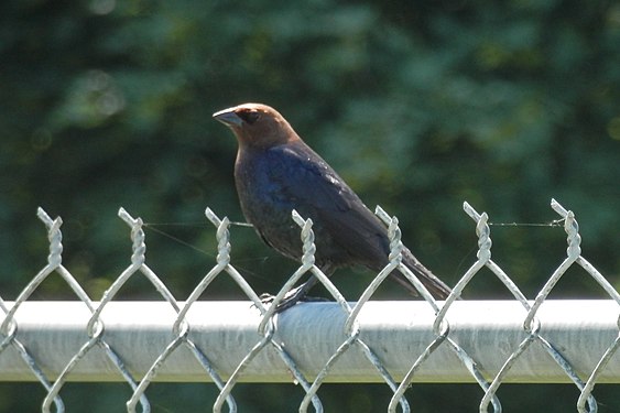 Brown-headed Cowbird (Molothrus ater), Male