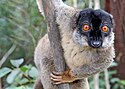 Brown Lemur in Andasibe.jpg
