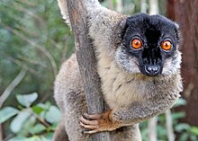 Primate - Wikipedia