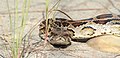 * Nomination: Burmese Python at Bardia National Park. By User:Samsviewfinder --Biplab Anand 06:44, 20 May 2018 (UTC) * * Review needed