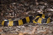 Bungarus fasciatus Bungarus fasciatus, Banded krait - Prachantakham District (23937391991).jpg