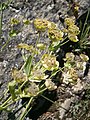 Bupleurum stellatum