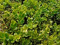 Buxus sempervirens Buxo común