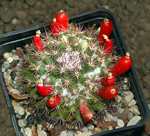 Кактусовые - Mammillaria mammillaris.JPG