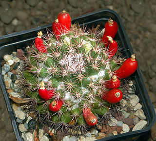 <i>Mammillaria mammillaris</i> Species of cactus