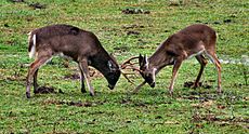 White-tailed bucks in late rut in the Great Smoky Mountains Cades-cove-deer-fighting-tn1.jpg