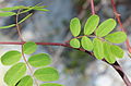 Caesalpinia decapetala var. japonica leaf.jpg