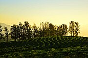 Coffee plantation in Santa Bárbara