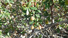 Hojas y frutos.