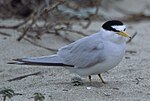 Thumbnail for California least tern