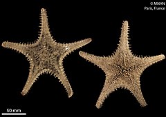 File:Calliaster chaos (MNHN-IE-2013-6999) 01.jpg (Category:Echinodermata in the Muséum national d'histoire naturelle)