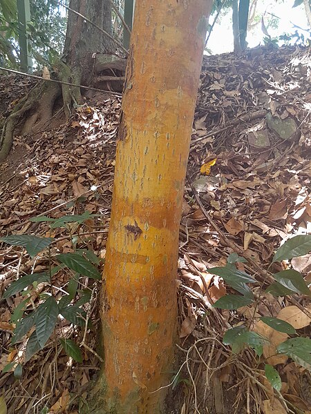 File:Calophyllum-sil-SF23276-01.jpg