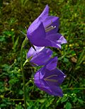 Vorschaubild für Pfirsichblättrige Glockenblume