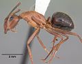 Thumbnail for Camponotus floridanus