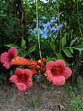 Thumbnail for Campsis radicans