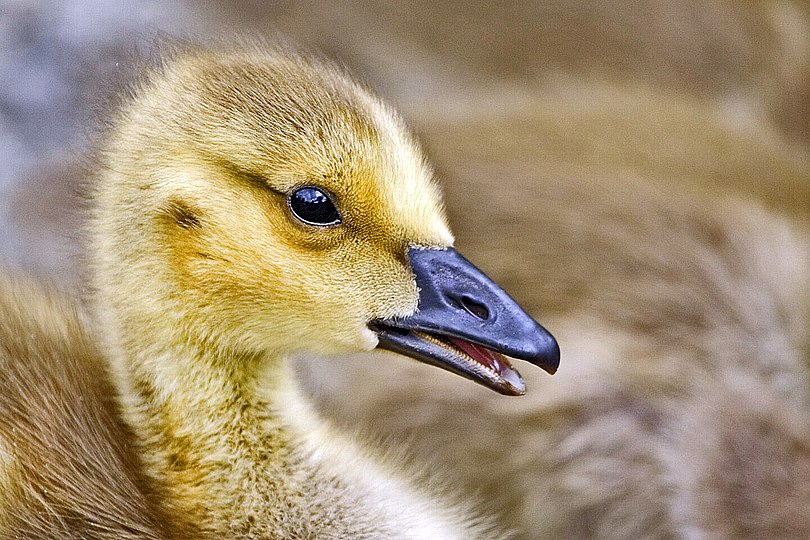 Canada goose gosling