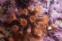 Cap zoanthid0737.jpg