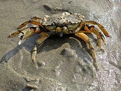 Comme beaucoup d'espèces de crabes, le crabe vert peut sortir de l'eau, en gardant de l'eau pour humidifier ses branchies.