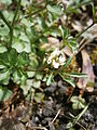 Cardamine hirsuta