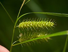 Carex baileyi.jpg