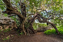 Le plus vieil arbre de Malte : un caroubier, de mille ans d'âge, vers Xemxija. Aout 2021.