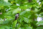 Thumbnail for File:Carolina chickadee (51237765529).jpg