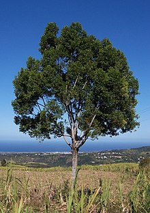 Cassine orientalis.JPG