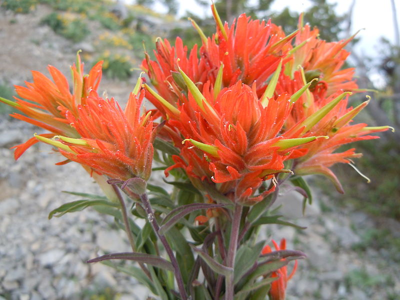 File:Castilleja crista-galli (5062015845).jpg